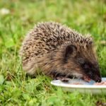 Animaux NAC en location