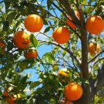 cueillir fruits voisin jardin mitoyen