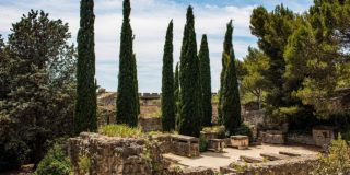 arbres trop hauts et voisin